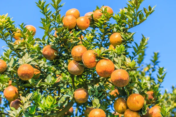 Ripe tangerines in orchard — Stock Photo, Image