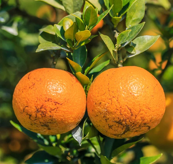 Mandarines mûres dans le verger — Photo