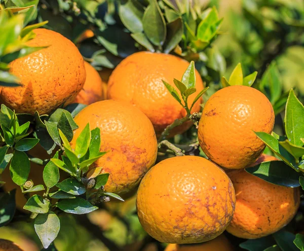 Ripe tangerines in orchard — Stock Photo, Image