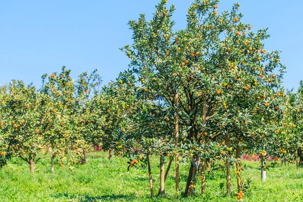 Érett Tangerine, gyümölcsös — Stock Fotó