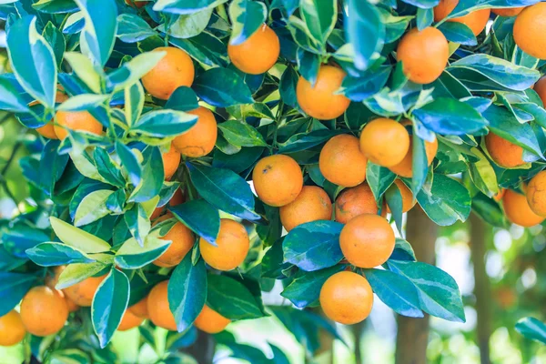 Ripe tangerines in orchard — Stock Photo, Image