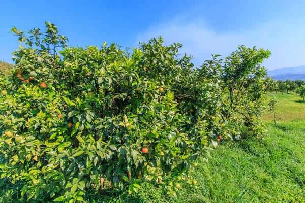 Ripe tangerines in orchard — Stock Photo, Image