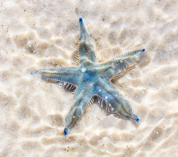 Starfish on beach seaside — Stock Photo, Image