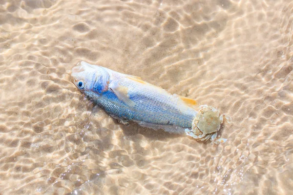 Dead fish on beach — Stock Photo, Image