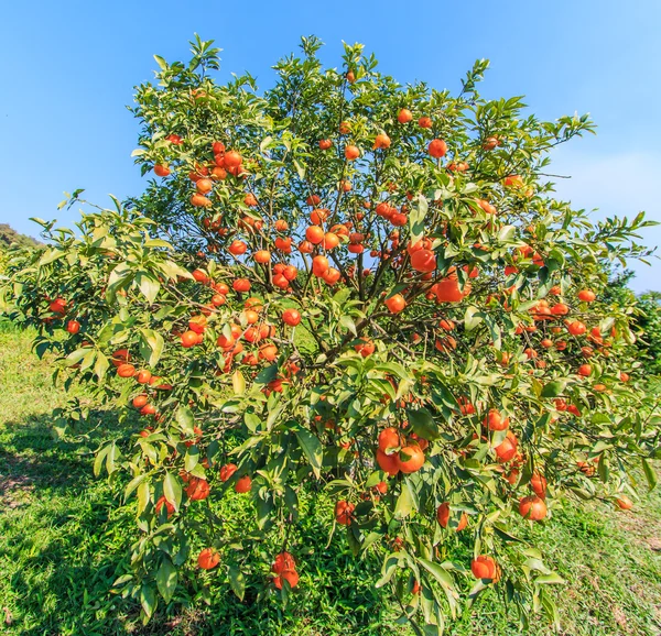 Reife Mandarinen im Obstgarten — Stockfoto
