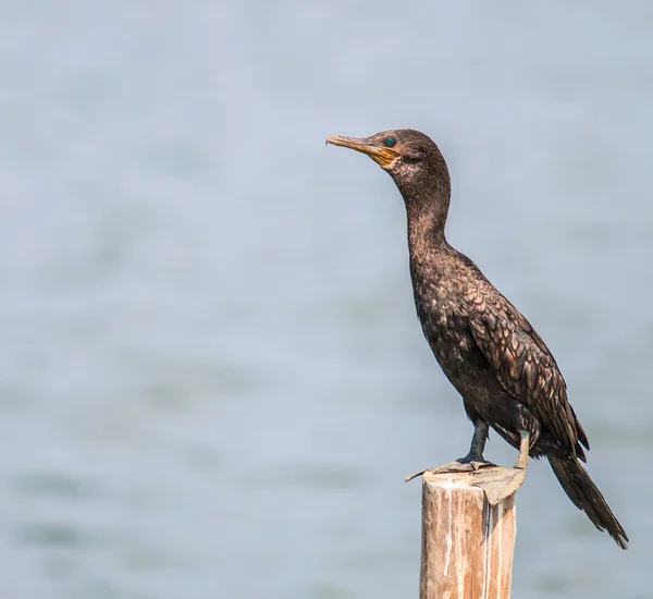 Javanese cormorant Bird — Stock Photo, Image