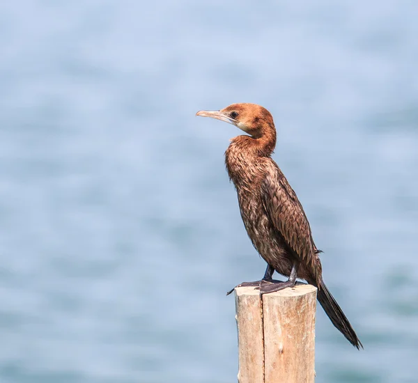 Javaanse Aalscholver Bird — Stockfoto