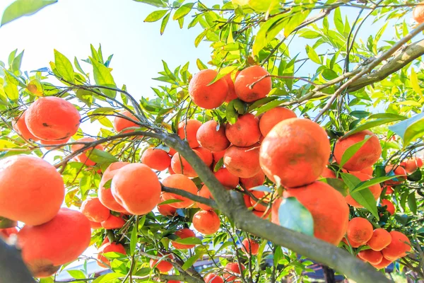 Dojrzałe mandarynki w sadzie — Zdjęcie stockowe