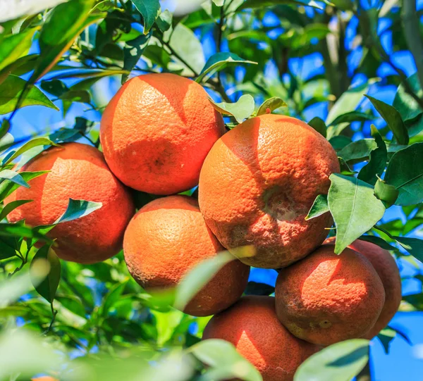 Ripe tangerines in orchard — Stock Photo, Image