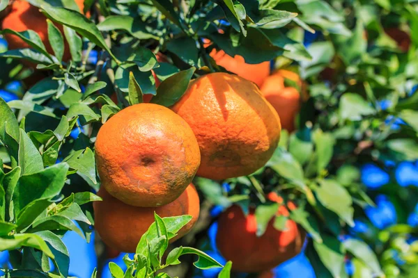 Mandarines mûres dans le verger — Photo
