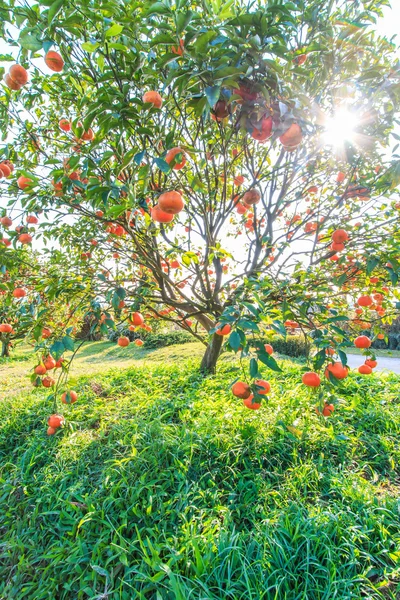 果樹園の完熟みかん — ストック写真