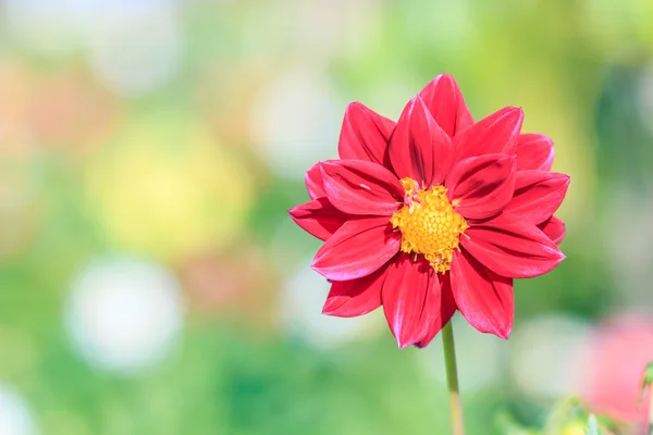 Blommande dahlia blomma — Stockfoto