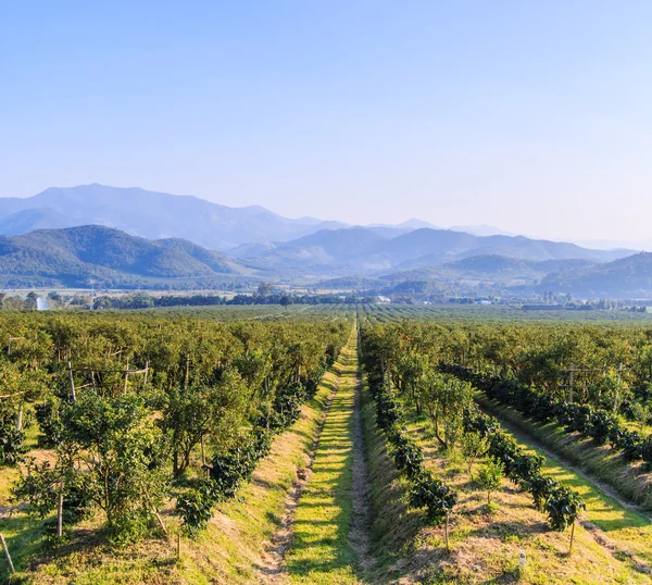 Ripe tangerines in orchard — Stock Photo, Image