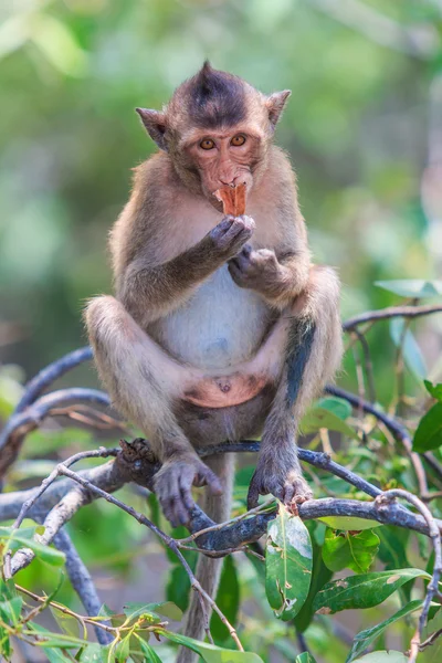 Krabbenfressende Makaken — Stockfoto