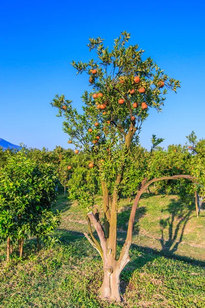 Mogen tangeriner i orchard — Stockfoto