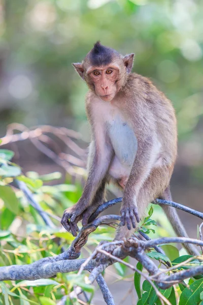 Crab-eating macaque — Stock Photo, Image