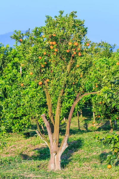 Olgun mandalina Bahçesi — Stok fotoğraf