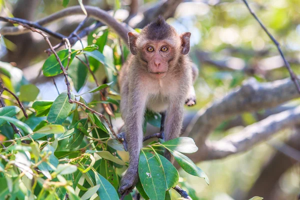 Crab-eating macaque — Stock Photo, Image