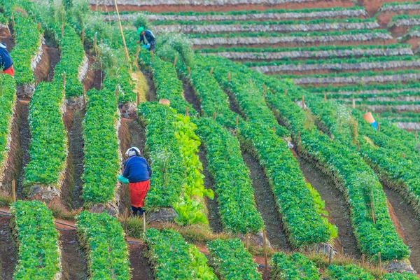 Jordbrukare som arbetar på Strawberry garden — Stockfoto