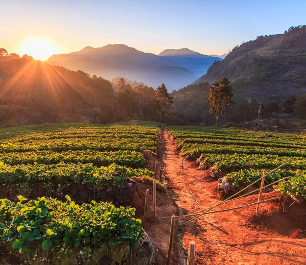 Strawberry garden at Doi Ang Khang, Chiang Mai, Thailand — стоковое фото