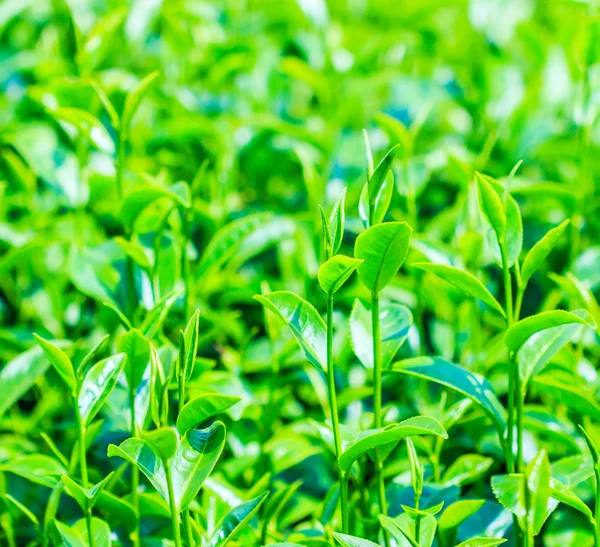 Green Tea leaves — Stock Photo, Image