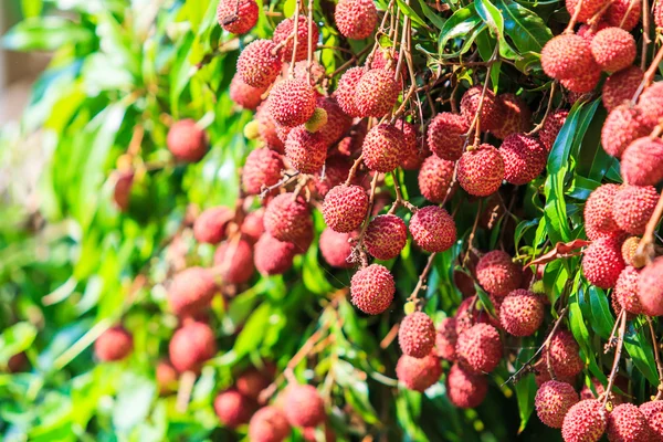 Frutas tropicais de lichia — Fotografia de Stock