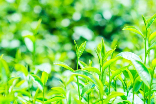 Grüne Teeblätter — Stockfoto