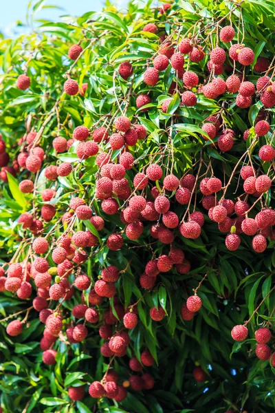 Litschi-tropische Früchte — Stockfoto