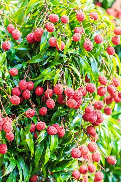 Litschi-tropische Früchte — Stockfoto