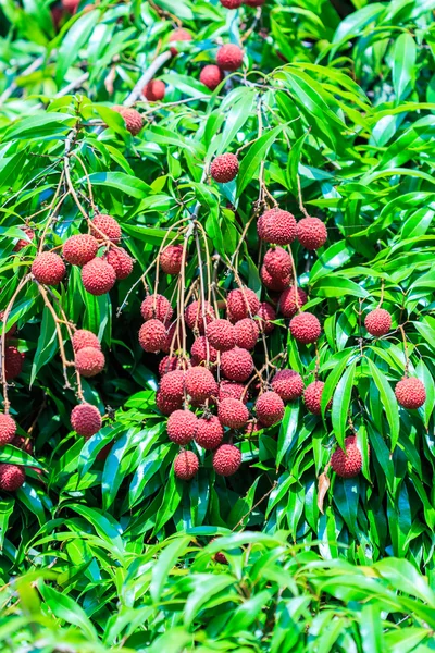 Litschi-tropische Früchte — Stockfoto