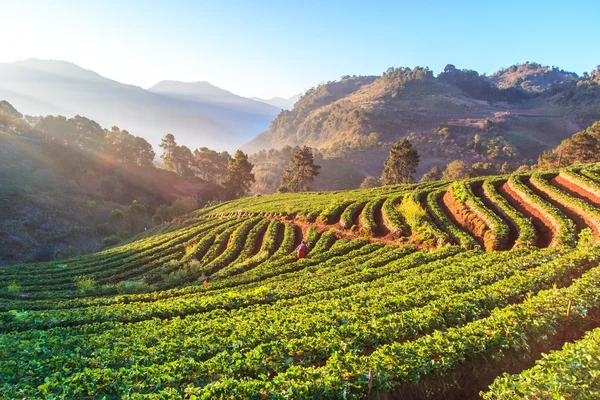 Ogród truskawkowy w Doi Ang Khang, Chiang Mai, Tajlandia — Zdjęcie stockowe