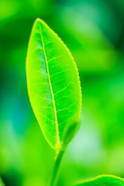 Green Tea leaves — Stock Photo, Image