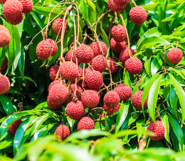 Frutas tropicais de lichia — Fotografia de Stock