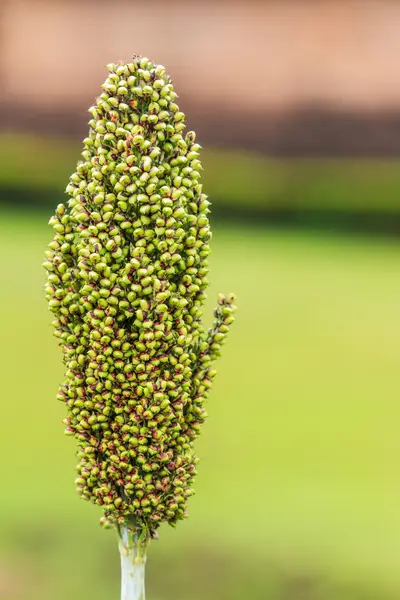 Planta de sorgo en el campo — Foto de Stock