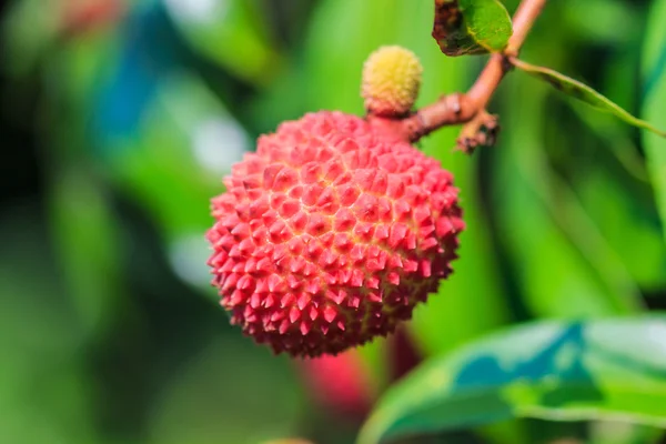 Fruta tropical del lichi — Foto de Stock