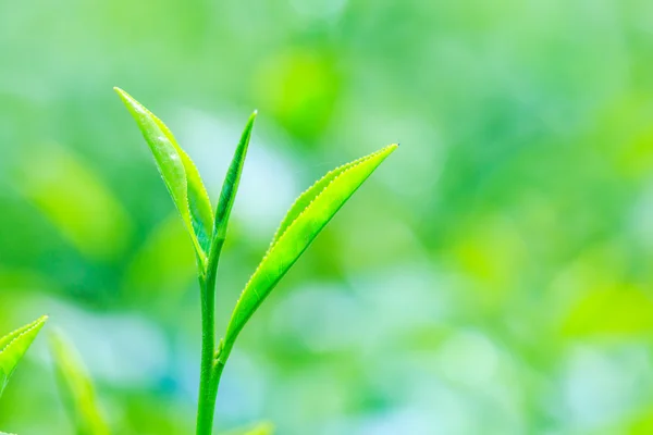 Green Tea leaves — Stock Photo, Image