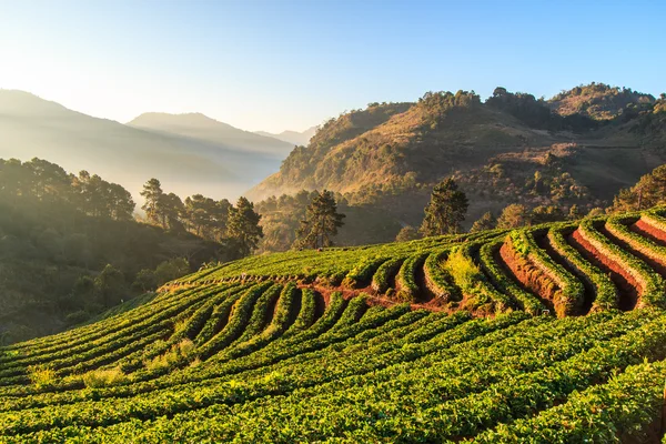 Ogród truskawkowy w Doi Ang Khang, Chiang Mai, Tajlandia — Zdjęcie stockowe