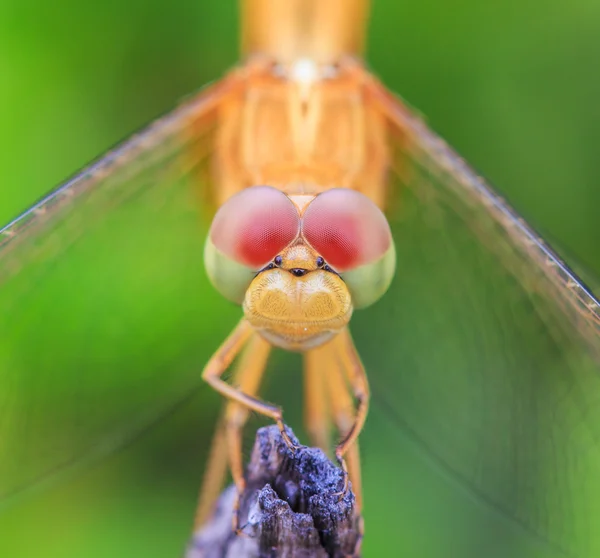 Dragonfly insect close-up — Stockfoto