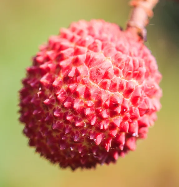 Lychee tropical fruit — Stock Photo, Image