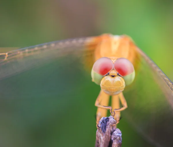 Dragonfly insect close-up — Stockfoto