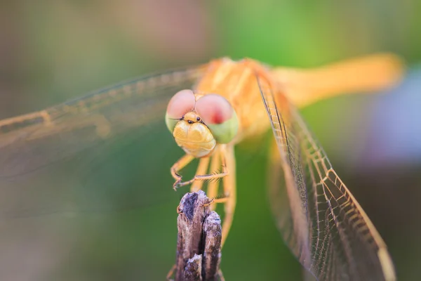 Dragonfly insect close up — Stock Photo, Image