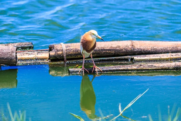 Javan Pond-Heron — Stock Photo, Image