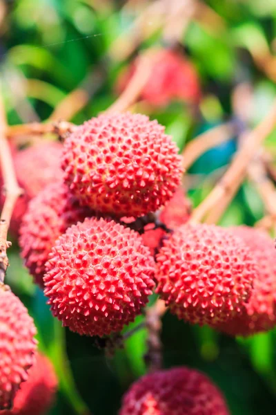 Lychee tropiska frukter — Stockfoto