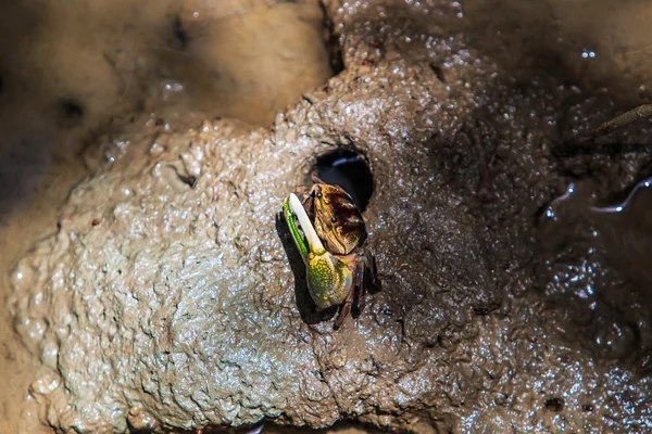 Crab mangrove in forest — Stock Photo, Image