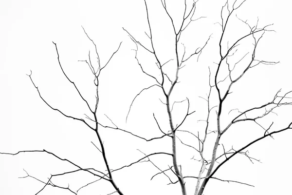 Dead tree background — Stock fotografie