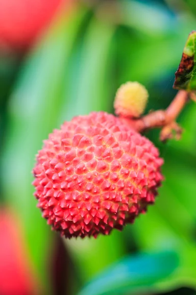 Lychee tropical fruit — Stock Photo, Image