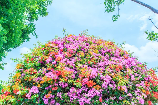 Bougainvillea blommor blommar — Stockfoto