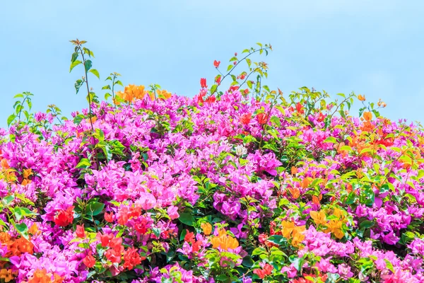 Bougainvillea blommor blommar — Stockfoto