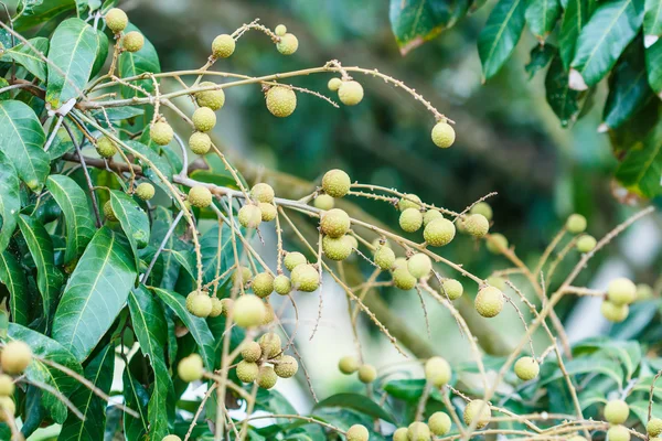 Тропические фрукты в длинном саду — стоковое фото