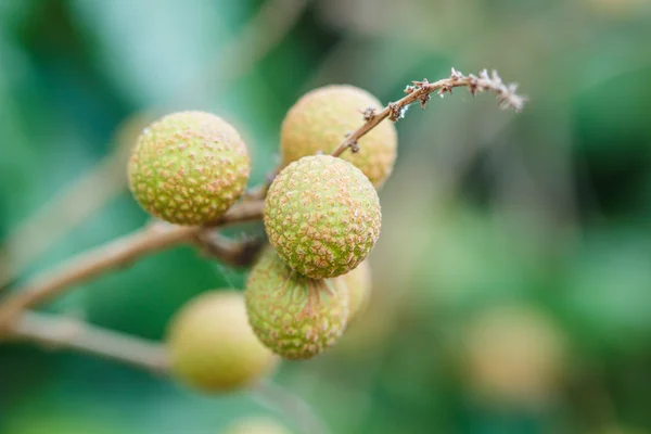 Tropical fruits in longan orchard — Stock Photo, Image